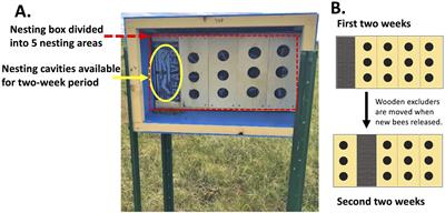 Diapause, pollen ball incidence, and overwintering energetics in the alfalfa leafcutting bee, Megachile rotundata